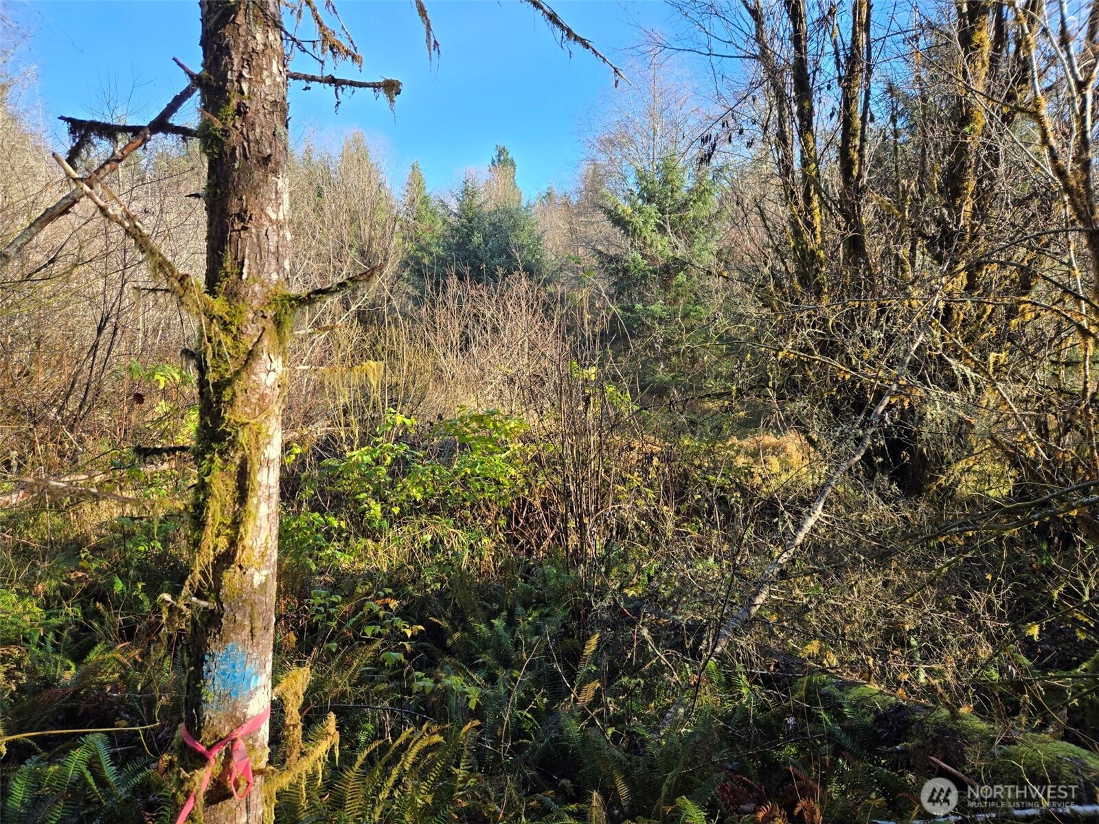 -nka Fall River Road Cosmopolis, WA 98537 - Photo 8 of 11 a view of a yard