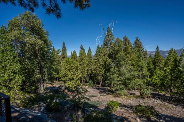 a view of a tree in a yard