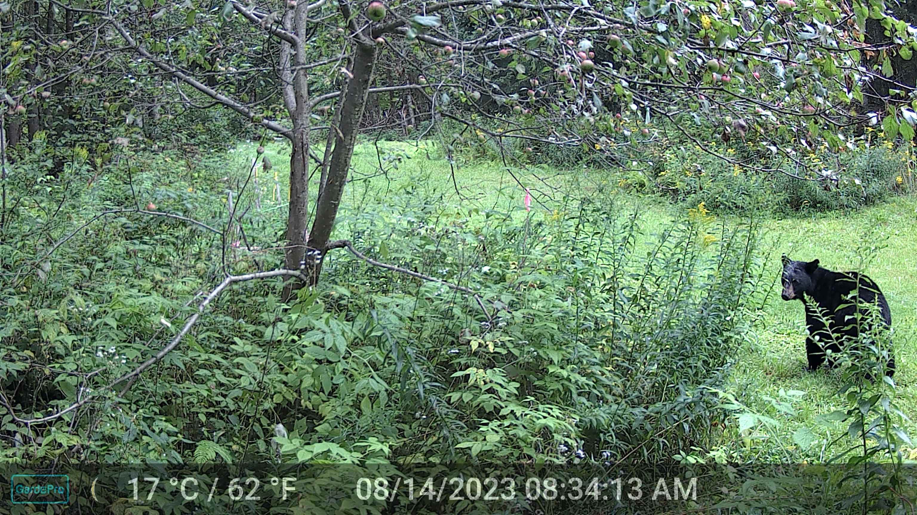 1144 Center Road Hardwick, VT 05843 - Photo 45 of 55