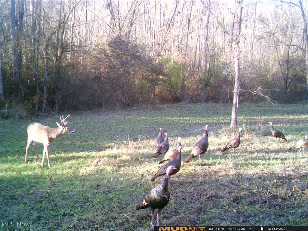 35620 Egypt North Road Barnesville, OH 43713 - Photo 38 of 41 Trail Cam pictures of wildlife on property