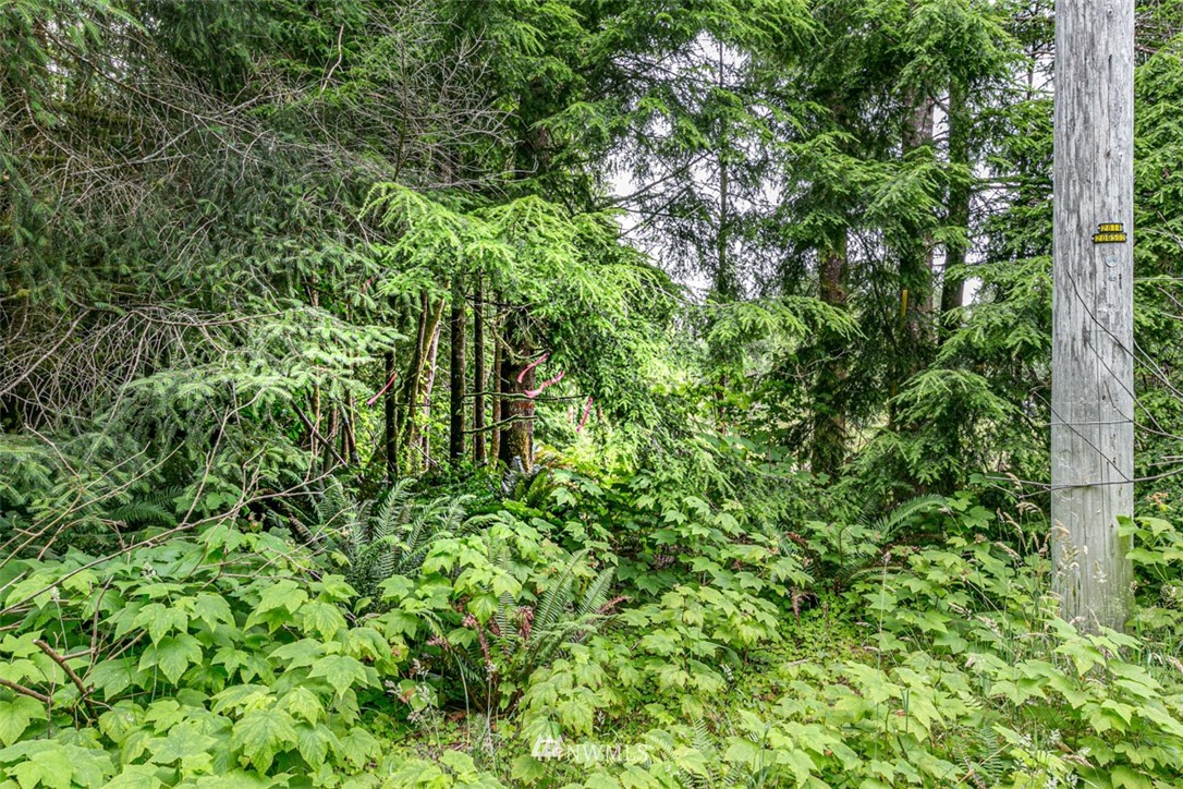 999 3 Rivers Road Forks, WA 98331 - Photo 5 of 21 Gallery Image 5