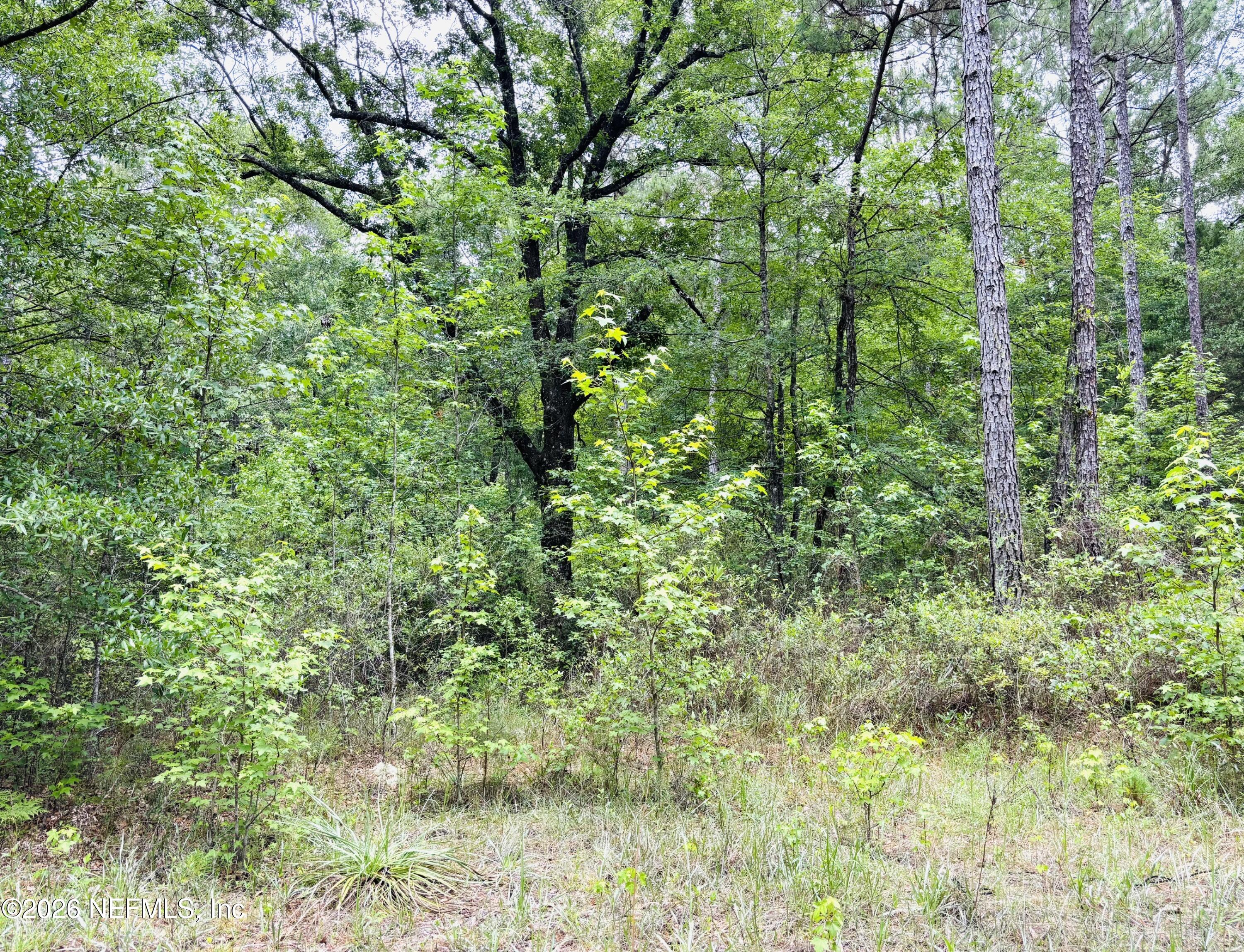0 Lake Hampton Road Hilliard, FL 32046 - Photo 8 of 23 a view of a lush green forest