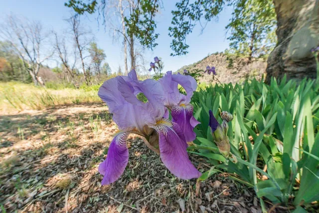 $429,000 | 200 Dutch Creek Road, Junction City, CA 96048