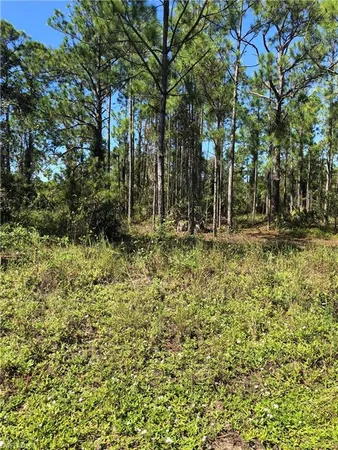 a plant is in middle of forest