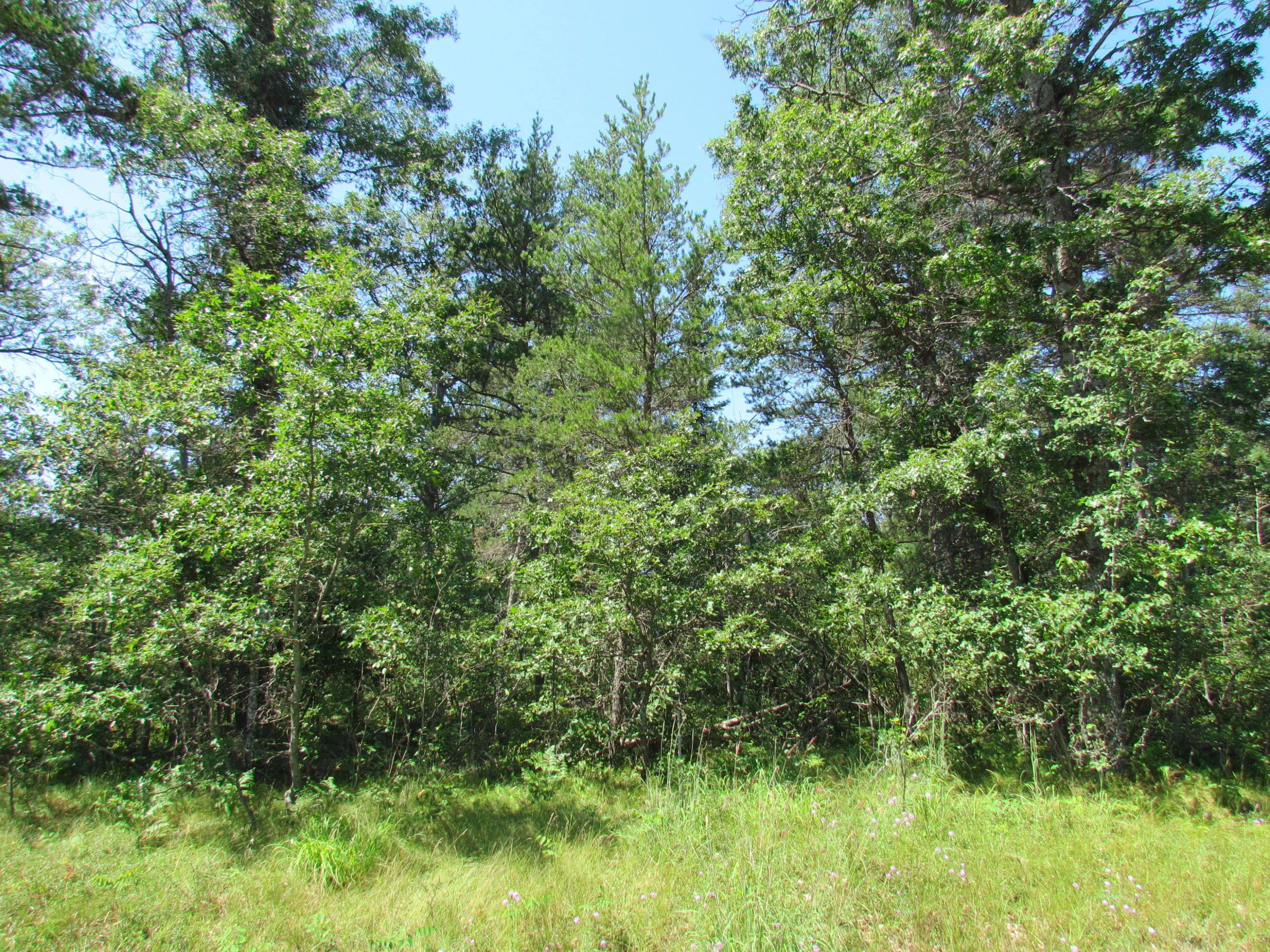 Townline Road Lewiston, MI 49756 - Photo 1 of 6 Gallery Image 1