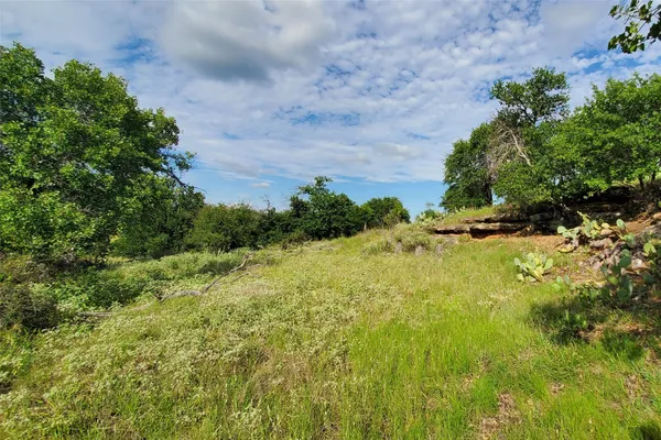 a view of a field with plants and trees