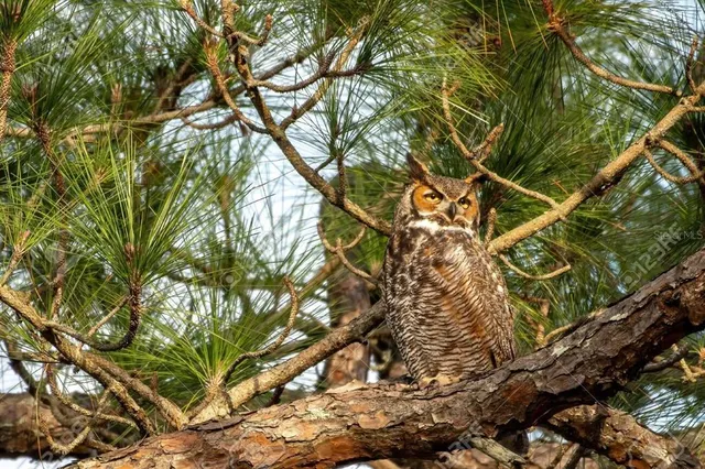 $8,000 | 114 Dave Street, Interlachen, FL 32148