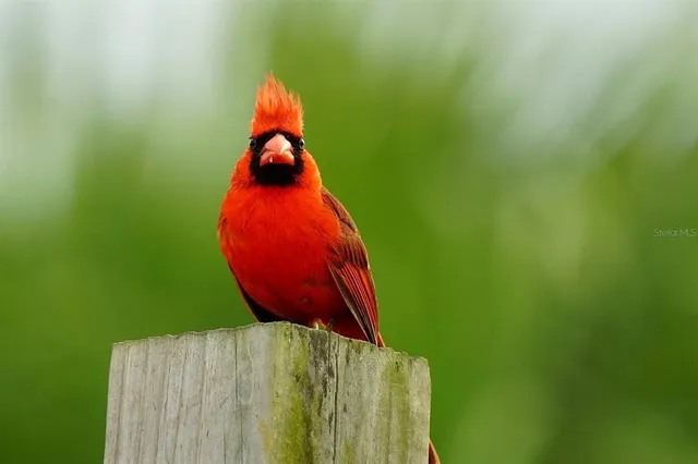 $8,000 | 114 Dave Street, Interlachen, FL 32148