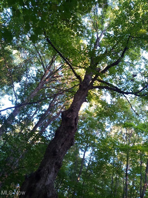 8123 Vandemark Road Lodi, OH 44254 - Photo 10 of 12 Majestic tree within first building site