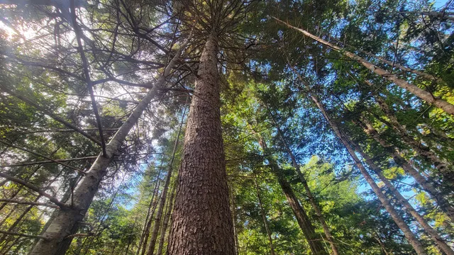 $294,000 | Lot 1-5 Evergreen Point Road, Jonesboro, ME 04648