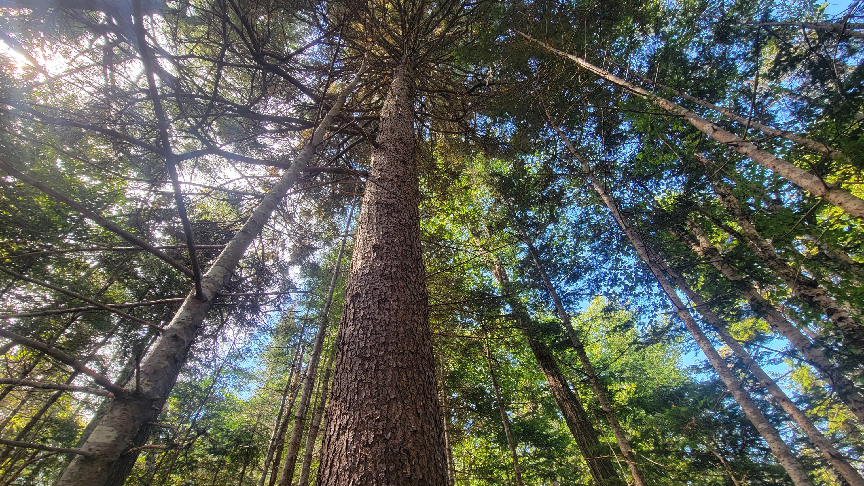 Lot 1-5 Evergreen Point Road Jonesboro, ME 04648 - Photo 17 of 30 20250905_105703