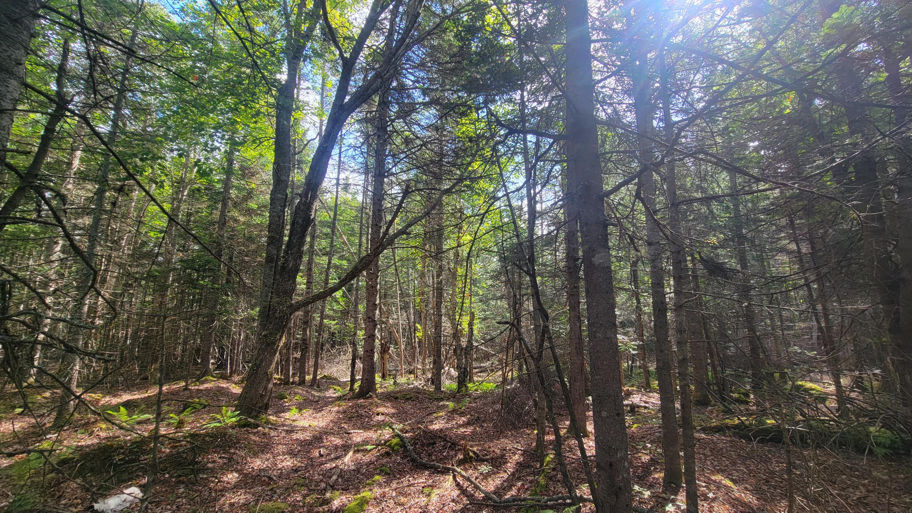 Lot 1-5 Evergreen Point Road Jonesboro, ME 04648 - Photo 20 of 30 20250905_102023