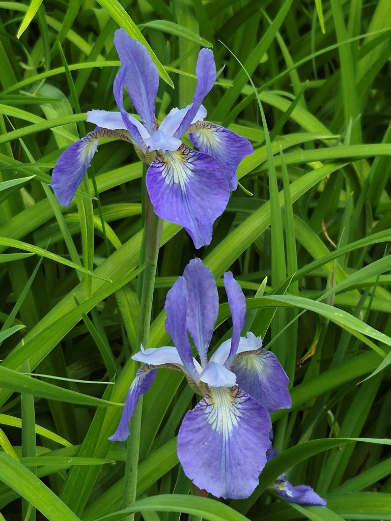 1132 Dockery Crk Road Murphy, NC 28906 - Photo 18 of 52 Established bed of irises