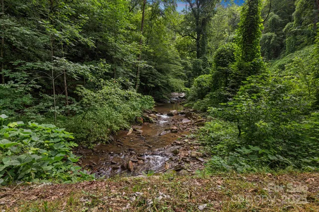 a view of a forest with a tree
