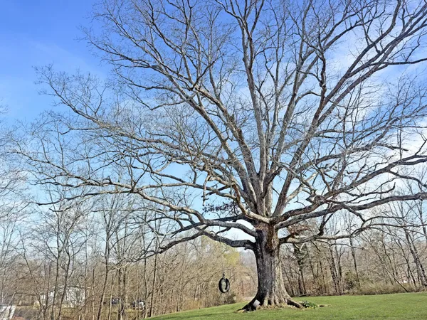 a backyard of a house with lots of green space
