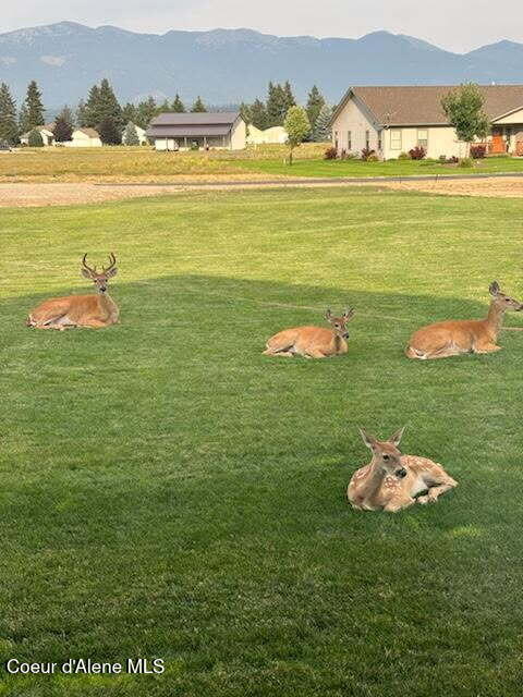 86 Nuthatch Lane Moyie Springs, ID 83845 - Photo 41 of 45 Deer Photo