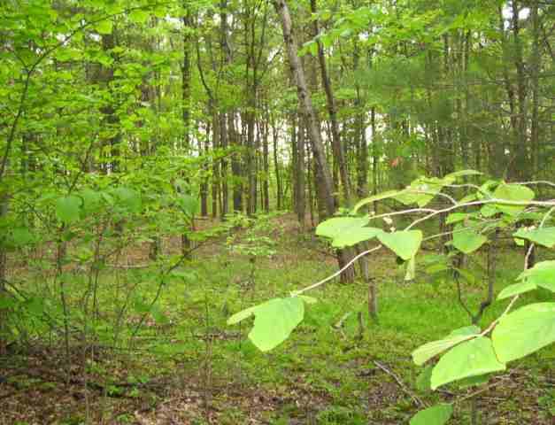 2 Paradise Lake Road Catskill, NY 12414 - Photo 3 of 6 Photo 3