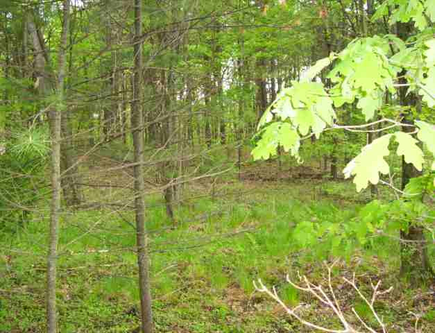 2 Paradise Lake Road Catskill, NY 12414 - Photo 4 of 6 Photo 4