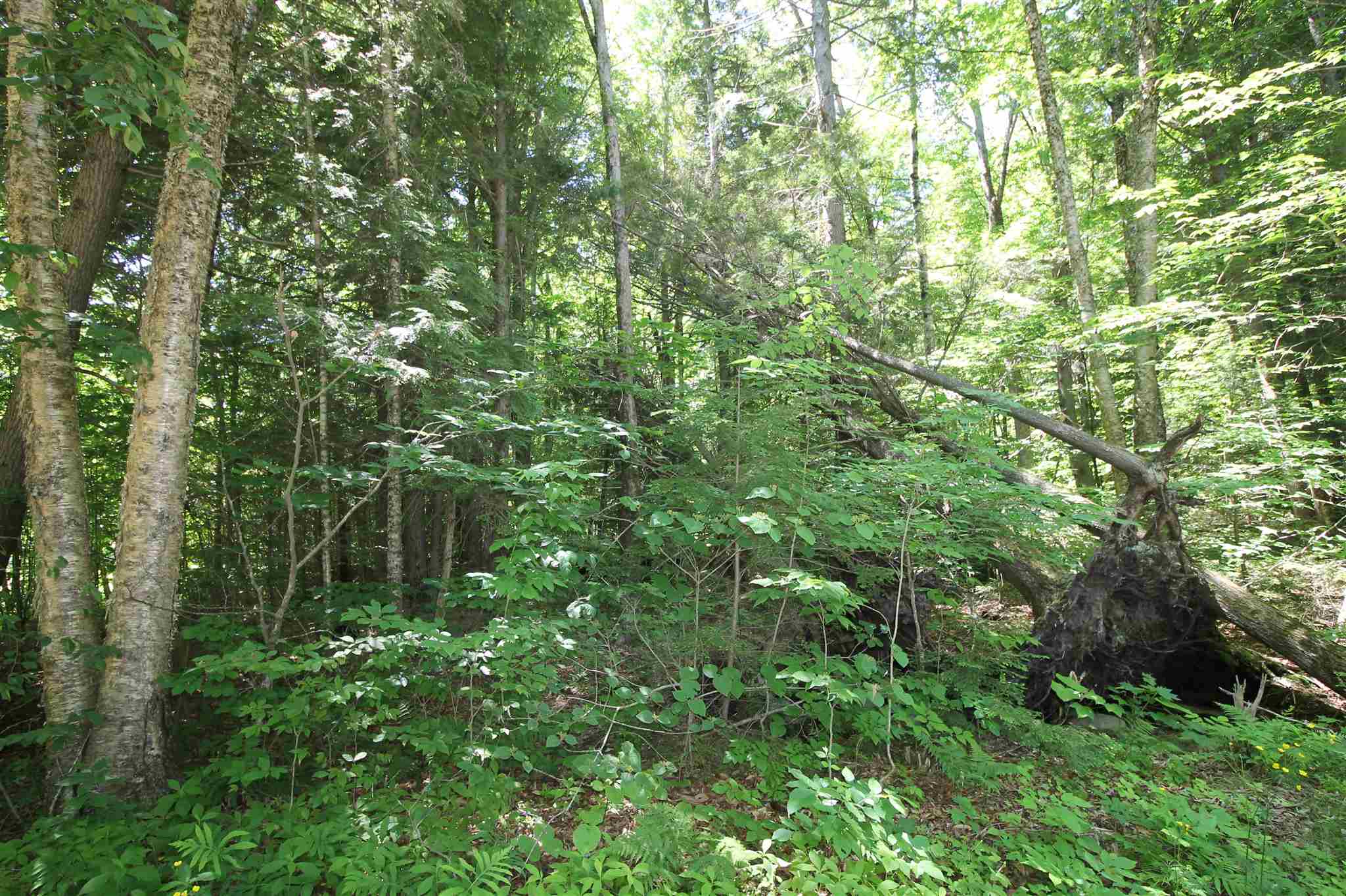 Tbd Spring Hill Road Campton, NH 03223 - Photo 11 of 11