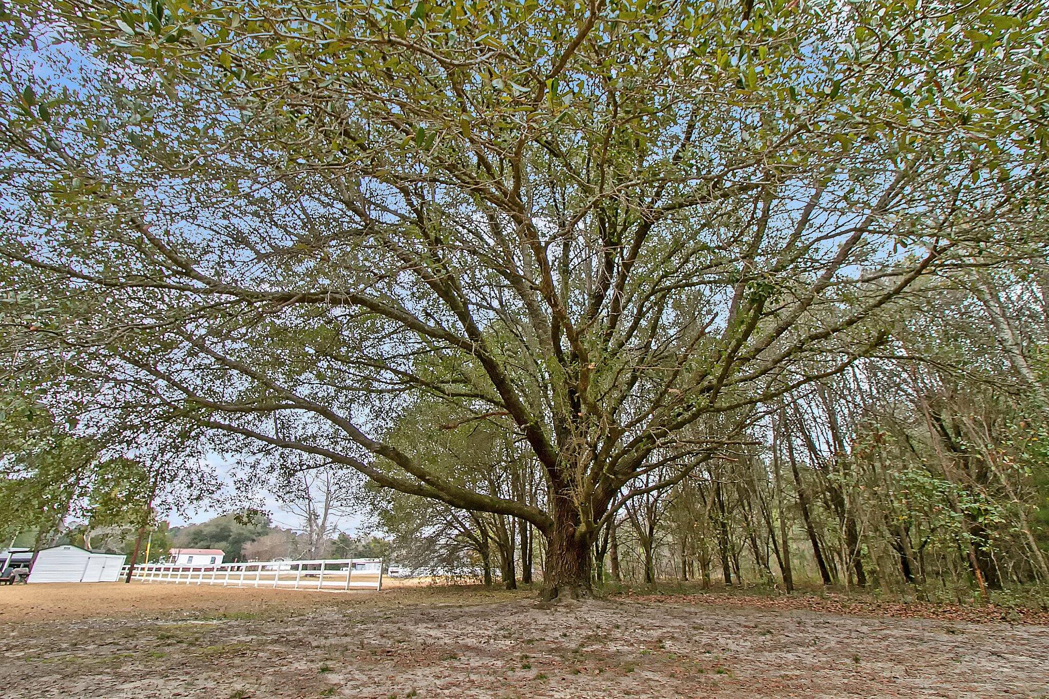 345 Rodeo Drive Eutawville, SC 29048 - Photo 34 of 49 37-web-or-mls-CREM_345 Rodeo_024