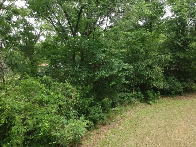 a view of a forest with trees in the background