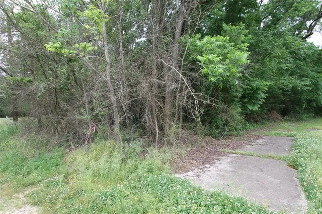 a view of a forest with a tree