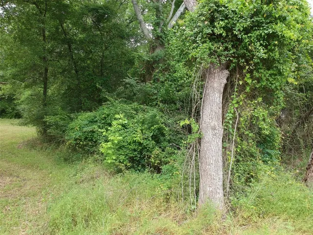 a view of a forest with trees
