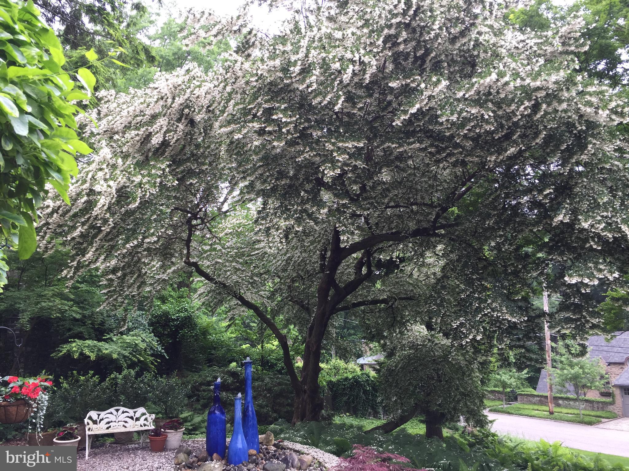80 West Hampton Road Philadelphia, PA 19118 - Photo 46 of 52 The Japanese Snowbell tree in bloom.