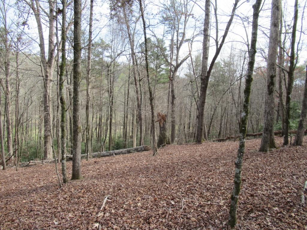 0 Long Branch Road Dahlonega, GA 30533 - Photo 4 of 8