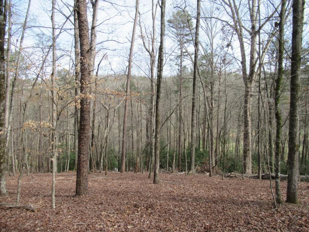 0 Long Branch Road Dahlonega, GA 30533 - Photo 5 of 8