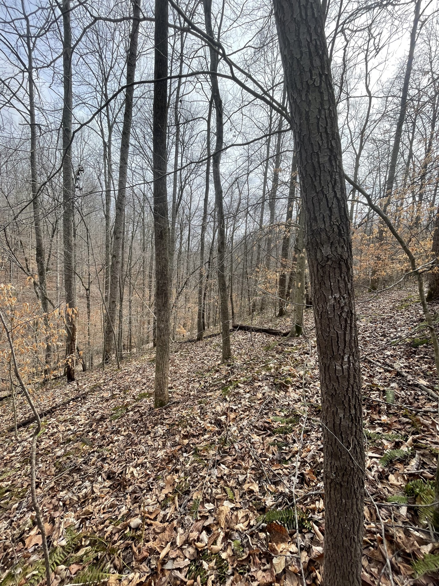48 Four Star Point Road Smithville, TN 37166 - Photo 6 of 9 a view of a yard with large trees