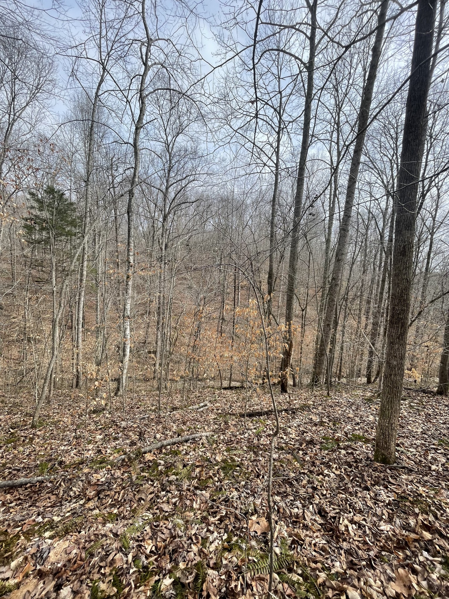 48 Four Star Point Road Smithville, TN 37166 - Photo 8 of 9 a view of empty room with large trees