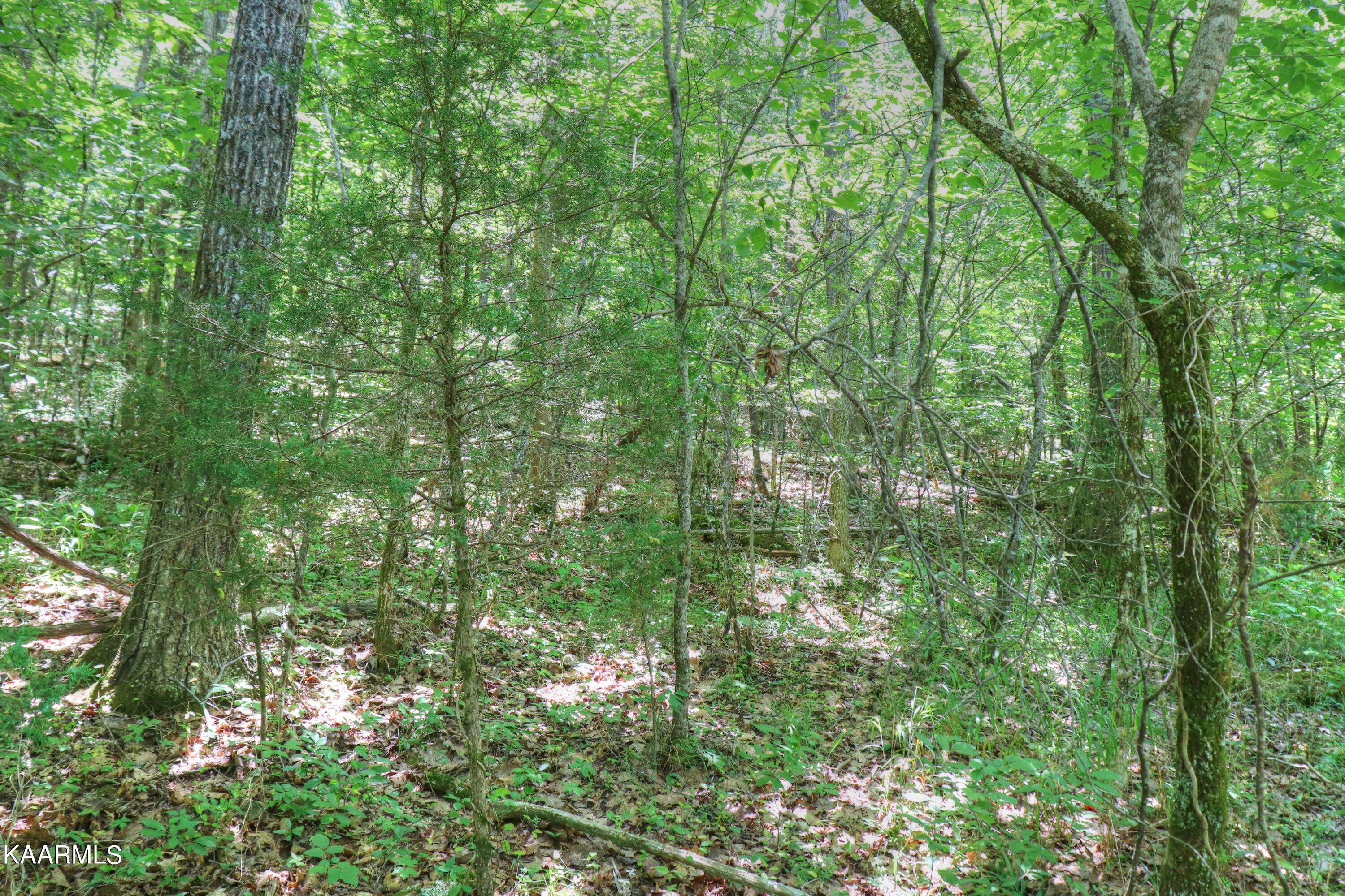 Lot 113 Eagles Ridge Tazewell, TN 37879 - Photo 5 of 32 Almost level building site