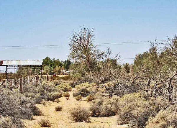 a view of a yard