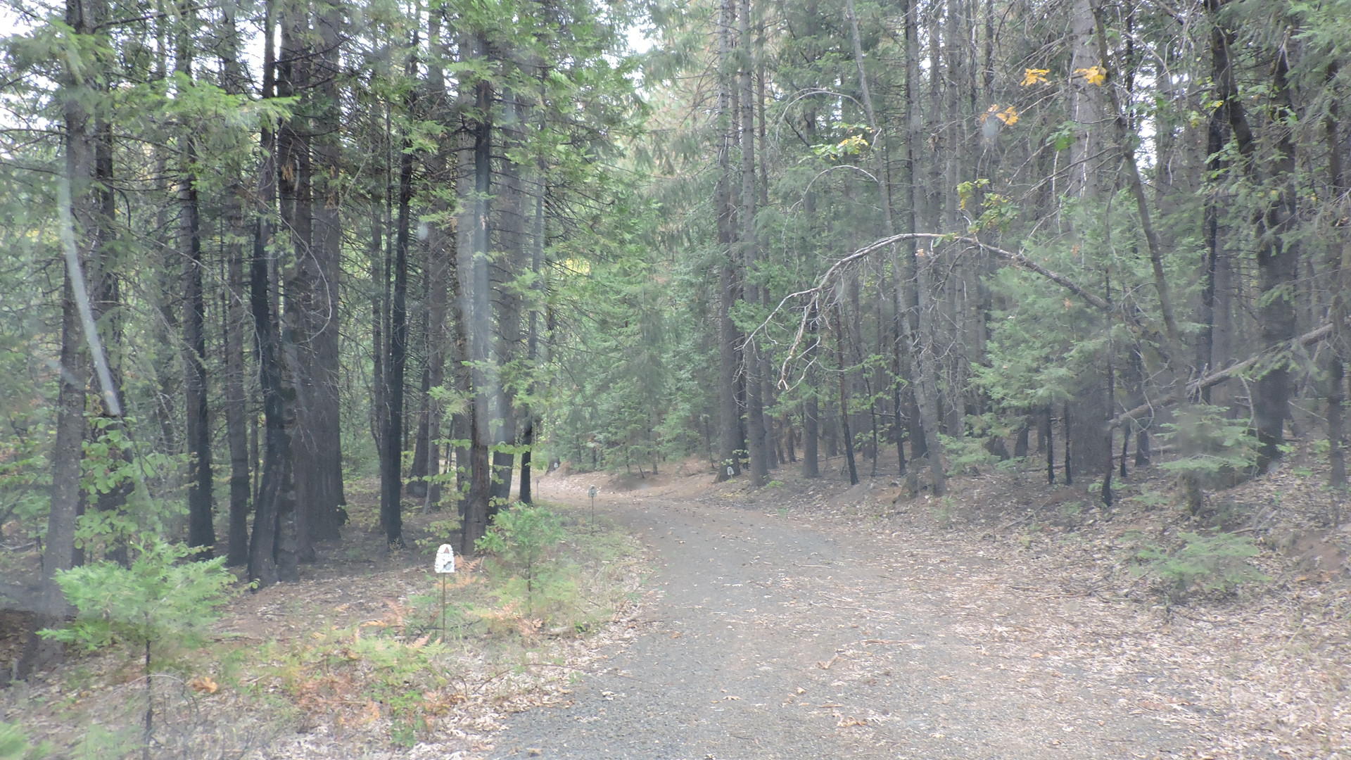 30570 Rl Smith Logging Road Oak Run, CA 96069 - Photo 33 of 37 RL Smith Logging_006