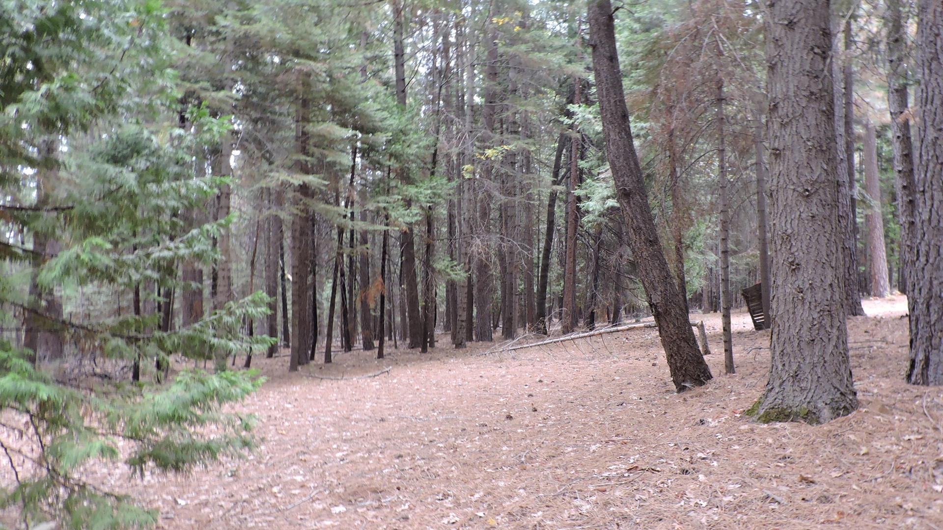 30570 Rl Smith Logging Road Oak Run, CA 96069 - Photo 34 of 37 RL Smith Logging_018