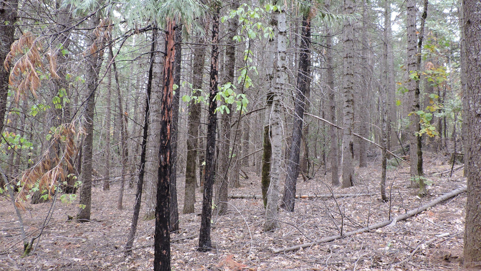 30570 Rl Smith Logging Road Oak Run, CA 96069 - Photo 35 of 37 RL Smith Logging_008