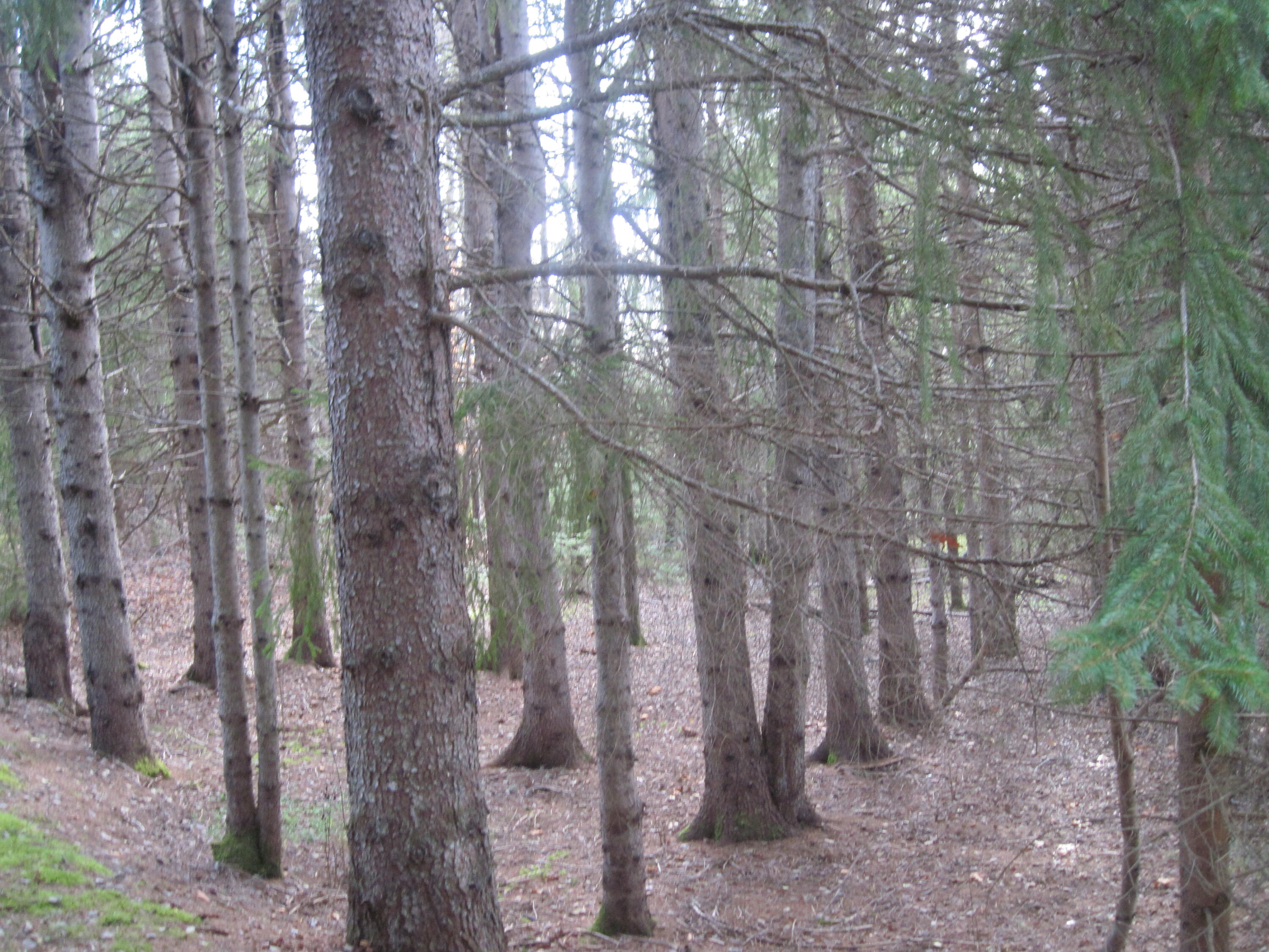 9999 Rista Road New Sweden, ME 04762 - Photo 2 of 5 IMG_3158
