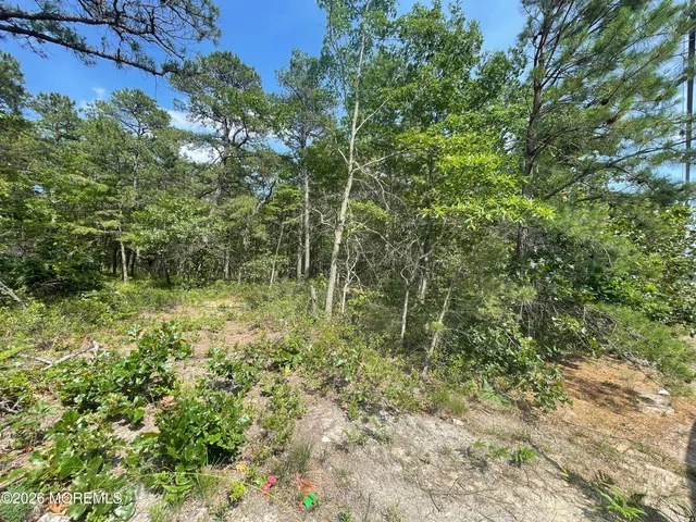 a view of a forest with a tree