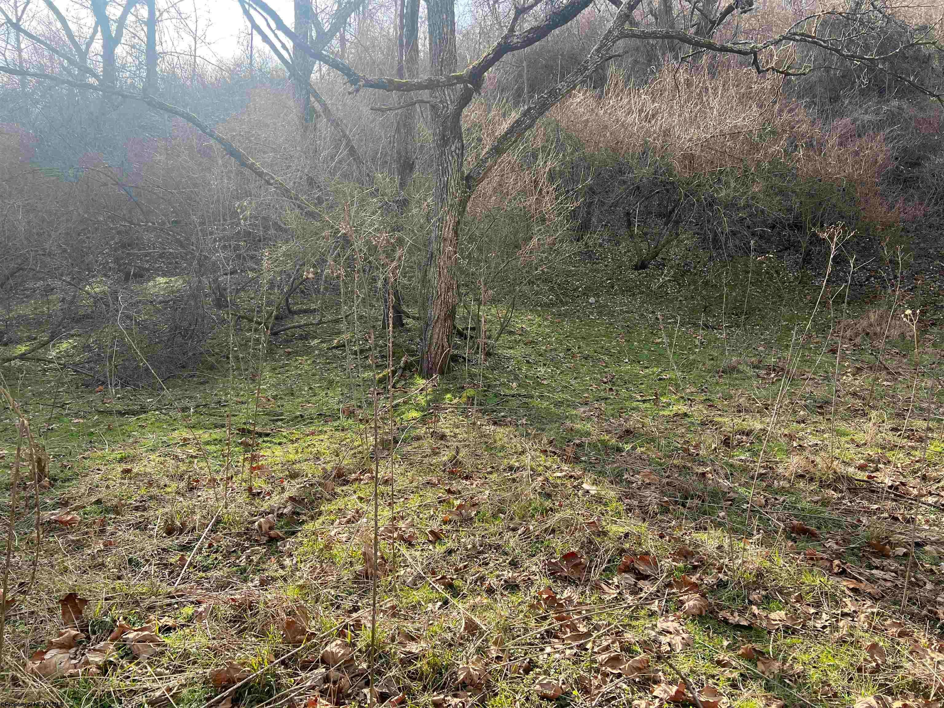 Tbd Beverlin Fork Center Point, WV 26339 - Photo 9 of 14 Gallery Image 9