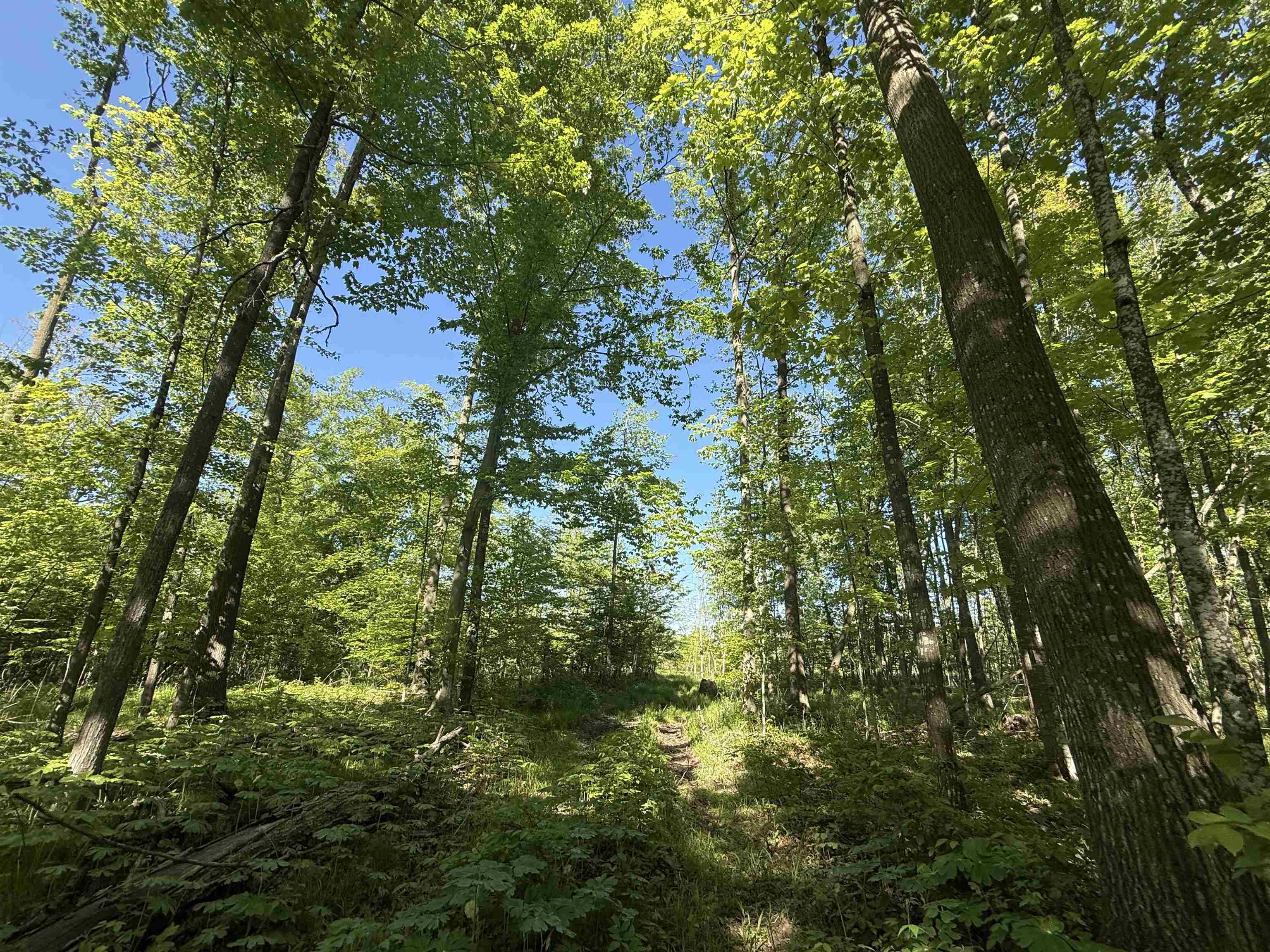 N5610 Resort Road Bonduel, WI 54107 - Photo 12 of 13