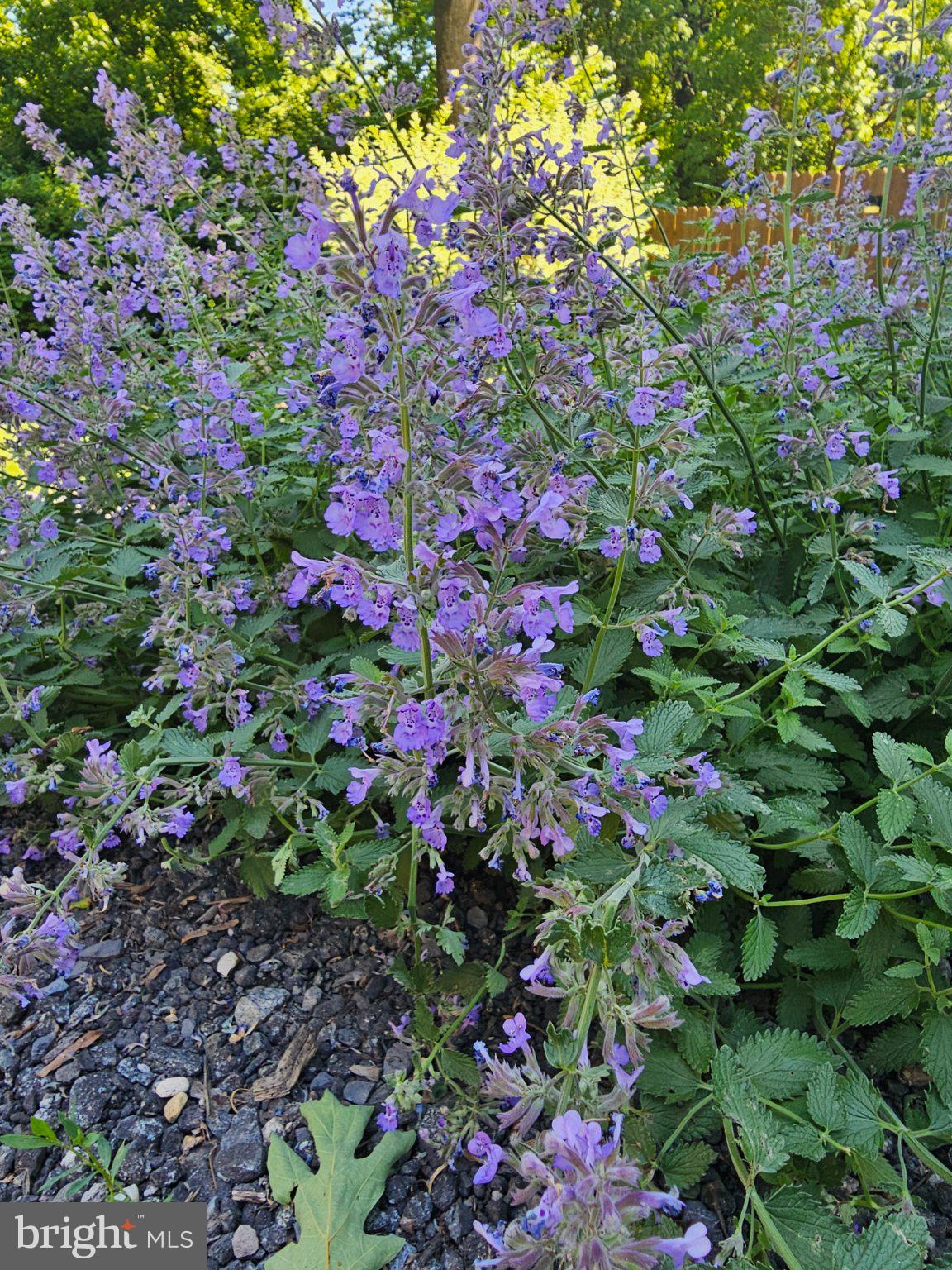 32 Parnassus Road Linden, VA 22642 - Photo 48 of 50 Lavender blooms in vibrant harmony.