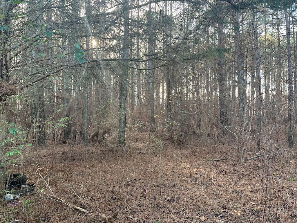 4093 Mt Pleasant Road Cohutta, GA 30710 - Photo 4 of 6 a view of a forest with large trees