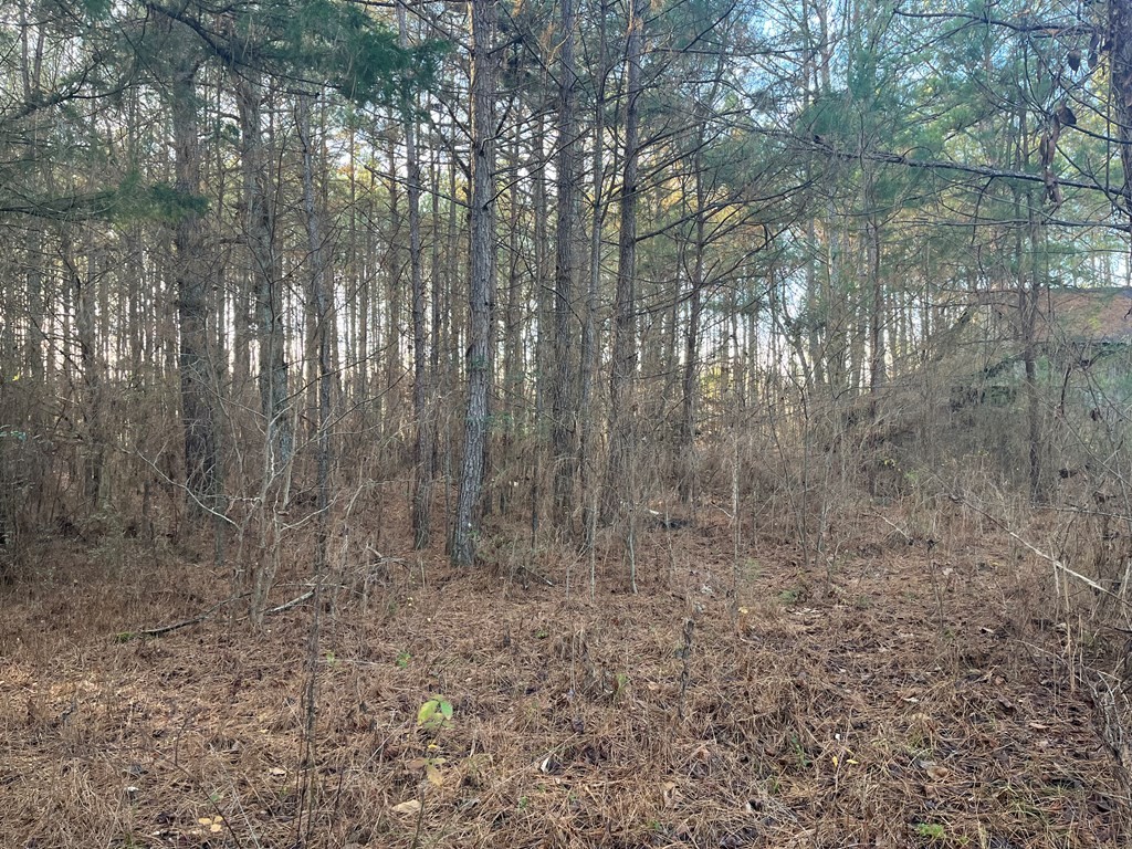 4093 Mt Pleasant Road Cohutta, GA 30710 - Photo 5 of 6 a view of a yard with trees in the background