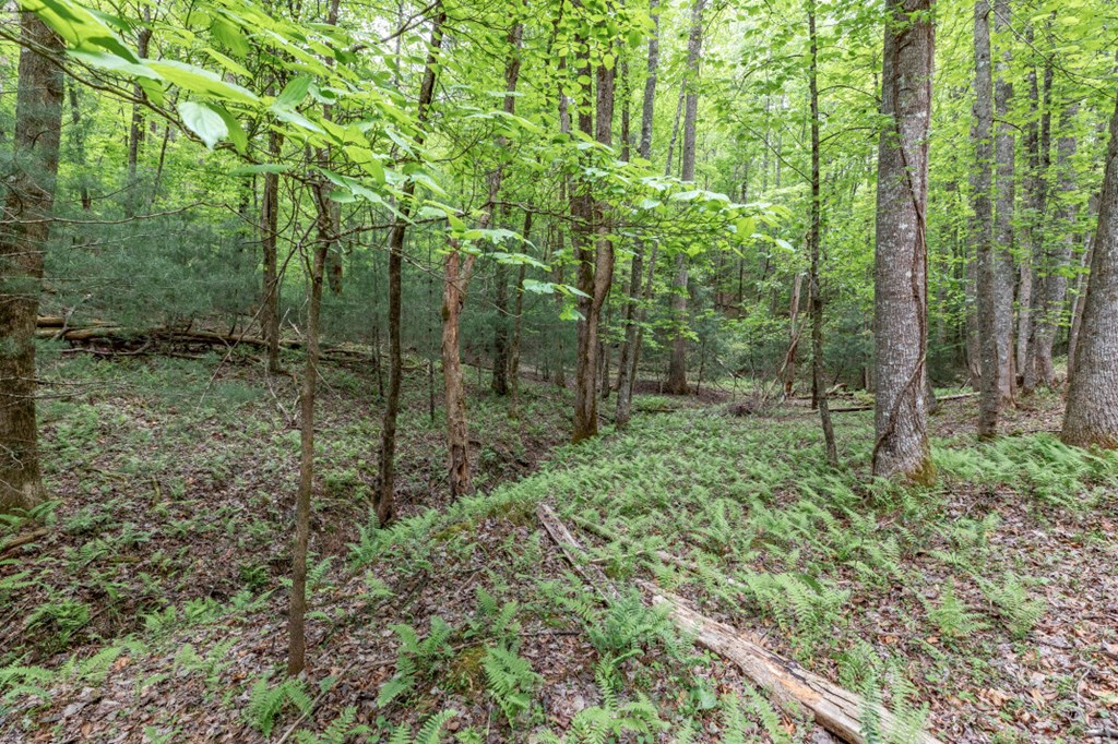 Lot 17 Lower Gap Road Sautee Nacoochee, GA 30571 - Photo 11 of 39 a view of outdoor space and green space