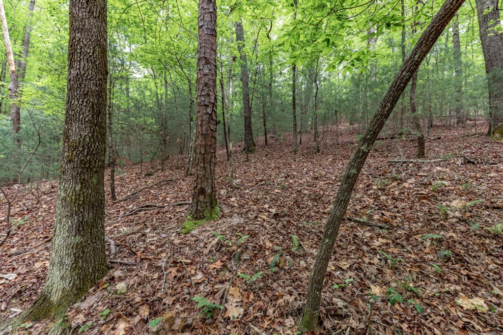 Lot 17 Lower Gap Road Sautee Nacoochee, GA 30571 - Photo 12 of 39 a view of a forest with trees in the background