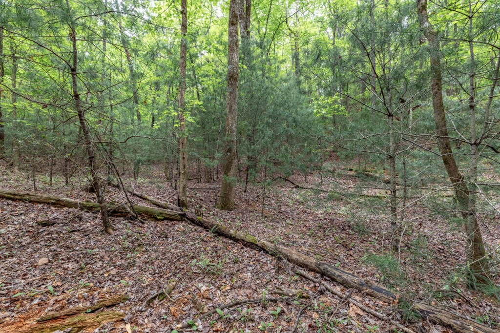 Lot 17 Lower Gap Road Sautee Nacoochee, GA 30571 - Photo 16 of 39 a view of a forest filled with trees
