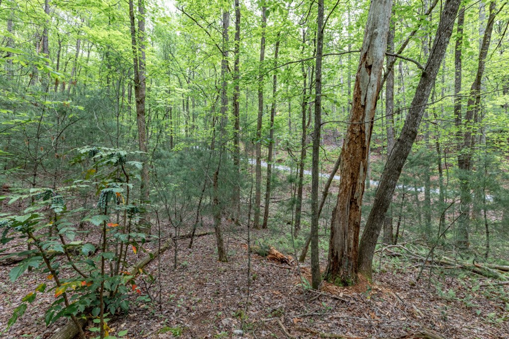 Lot 17 Lower Gap Road Sautee Nacoochee, GA 30571 - Photo 17 of 39 a view of outdoor space and green space