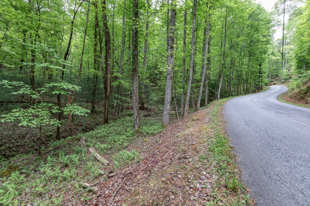 Lot 17 Lower Gap Road Sautee Nacoochee, GA 30571 - Photo 20 of 39 a view of a forest filled with trees