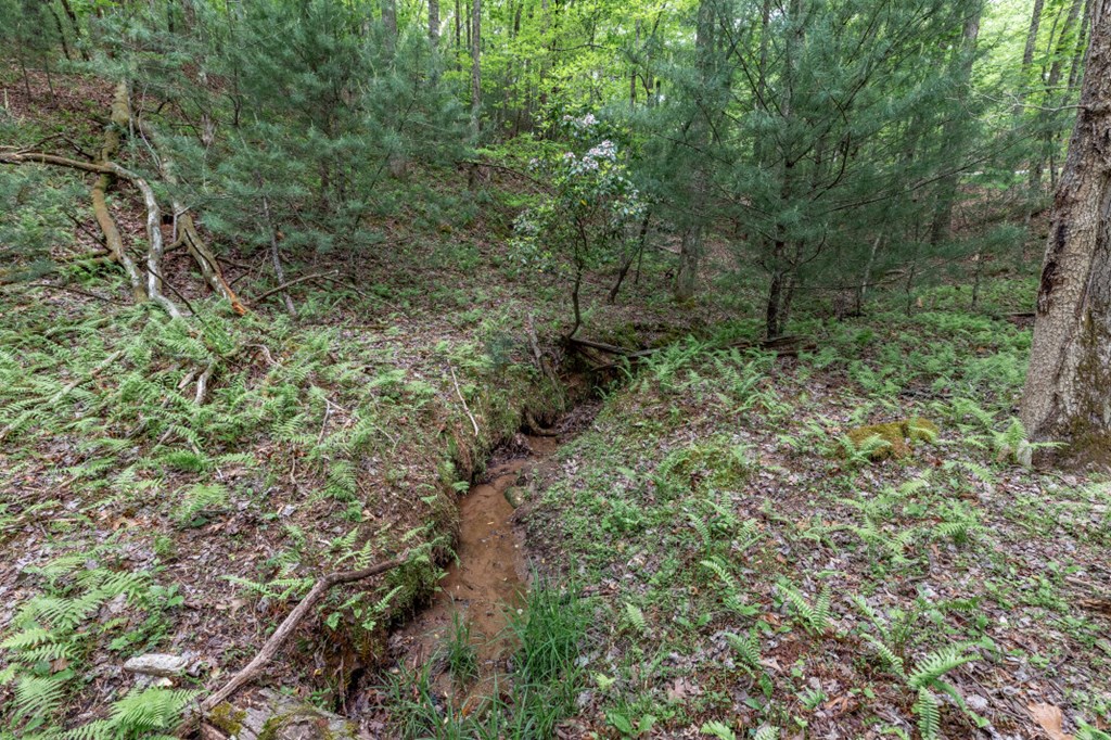 Lot 17 Lower Gap Road Sautee Nacoochee, GA 30571 - Photo 8 of 39 a view of a forest with lots of trees